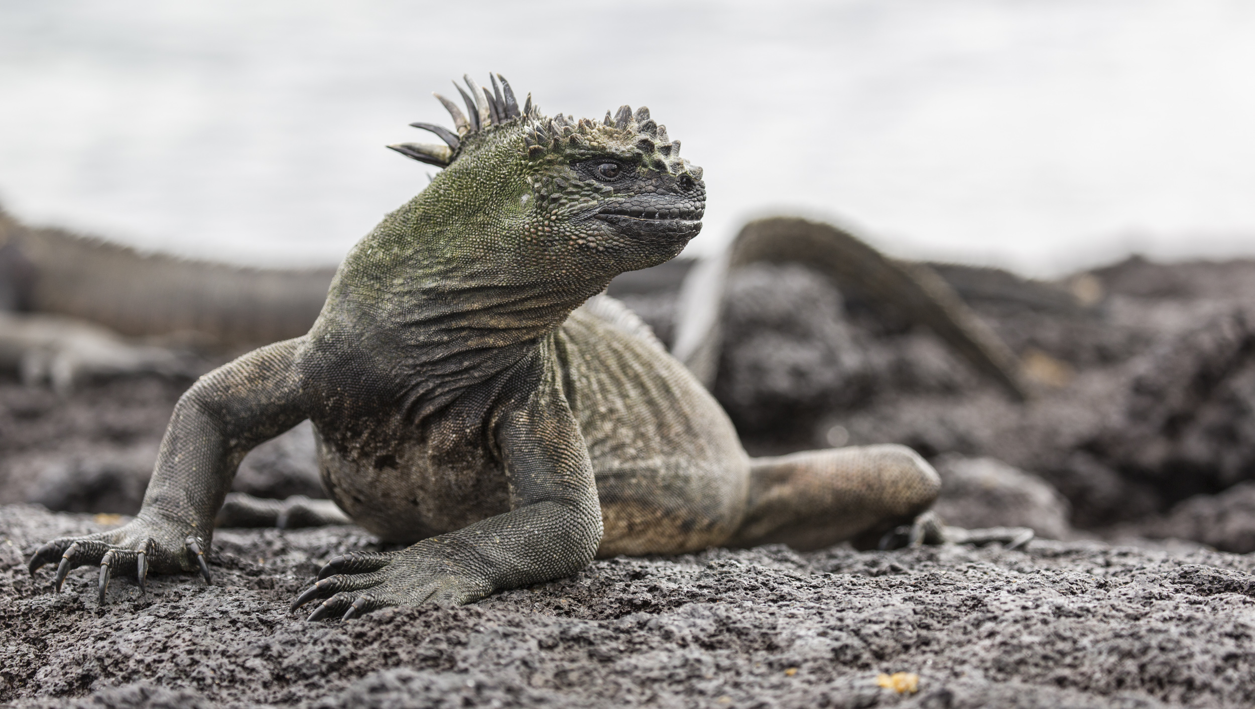 ‘Godzilla!’ Marine iguana sunbathing.
